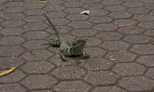 AUSTRALIA / Queensland / Brisbane / Mieszczuch