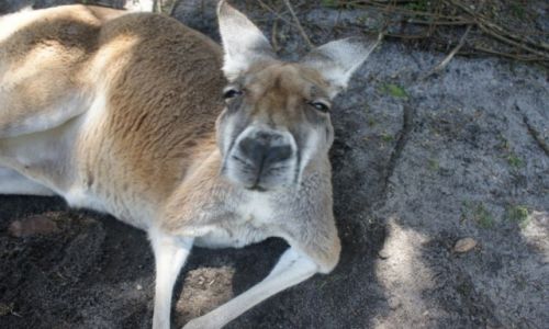 AUSTRALIA / Zachodnia Australia / Perth / What's up doc??
