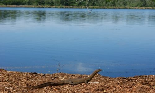 Zdjcie AUSTRALIA / Northern Territory / Katherine Region / Goana