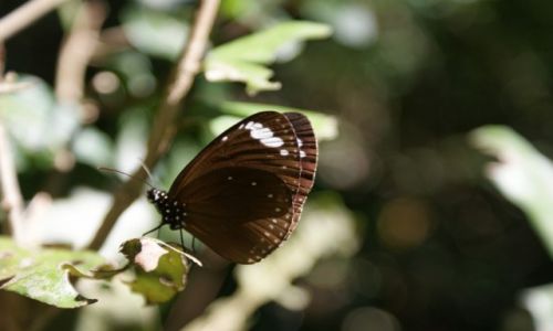 Zdjcie AUSTRALIA / Queensland / Hillsbourough National Park / KONKURS