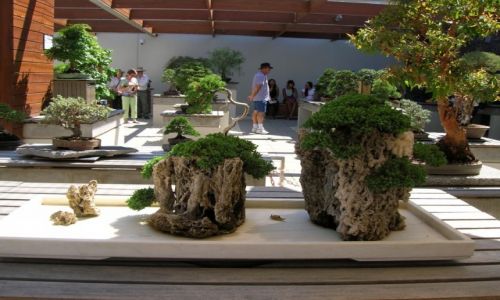 Zdjecie AUSTRALIA / ACT / Arboretum / Wystawa bonsai