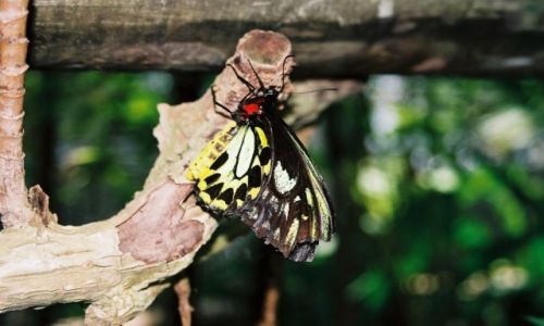 Zdjęcie AUSTRALIA / Queenslad / Kuranda-Australian Butterfly Santuary / Konkurs
