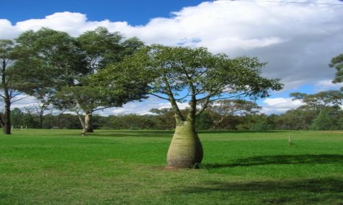 Zdjecie AUSTRALIA / Polnoc  wschodnia / Gilgandra / Butelkowe drzewo.