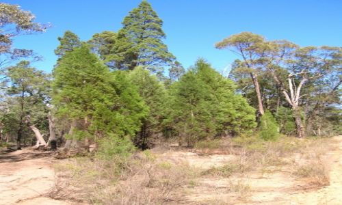 Zdjcie AUSTRALIA / Outback wschodni / Pilliga Scrub / Pilliga forest