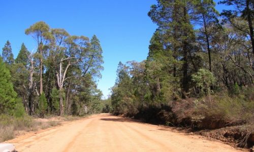 Zdjcie AUSTRALIA / Outback wschodni / Pilliga Scrub / Las cyprussowy