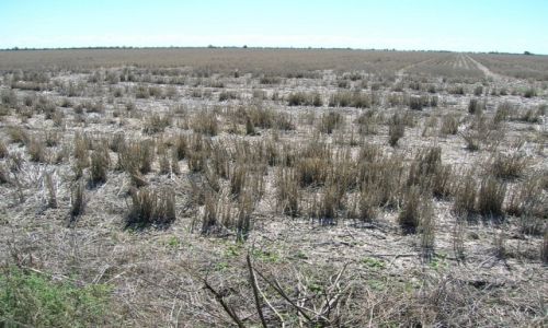 Zdjcie AUSTRALIA / Outback wschodni / Moree / Rzysko na Outbacku