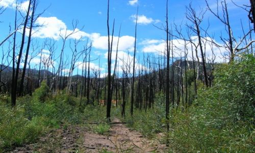 Zdjcie AUSTRALIA / Outback wschodni / Warrumbungle Nat. Park / Pozar w gorach
