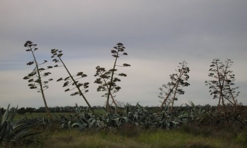 Zdjęcie AUSTRALIA / Outback wschod / Turraweena / Dolina kaktusow