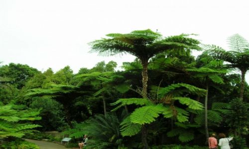 Zdjecie AUSTRALIA / Zach Sydney / Australian National Botanic Garden / Palmy..