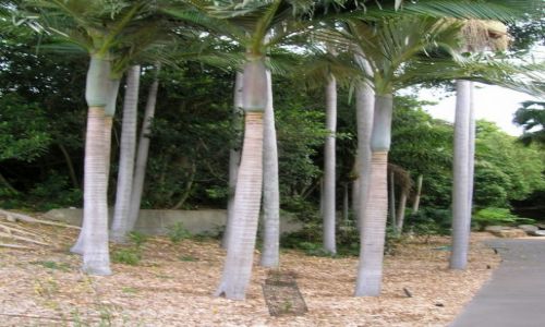 Zdjcie AUSTRALIA / Zach Sydney / Australian National Botanic Garden / Proste jak panienki