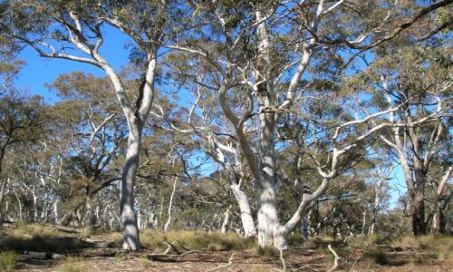 Zdjęcie AUSTRALIA / NSW / Burra / W australijskim buszu