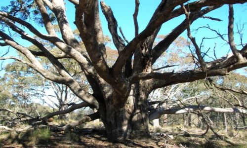 Zdjecie AUSTRALIA / NSW / Tinderry nat. Park / Czarodziejskie drzewo