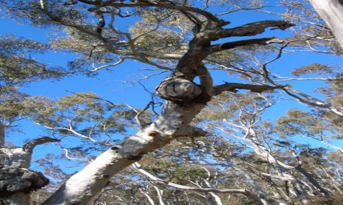 Zdjcie AUSTRALIA / NSW / Tinderry Nat. Park / Wsrod eukaliptusow..