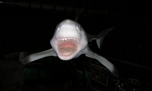 Zdjecie AUSTRALIA / Sunshine Coast / Maloolaba / Shark