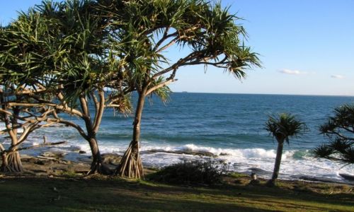 Zdjcie AUSTRALIA / Sunshine Coast / Dicky beach / Palmy i ocean