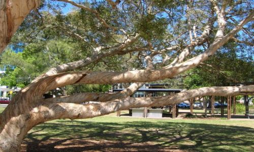 Zdjecie AUSTRALIA / Sunshine Coast / Maroochydore / Papierowe drzewo w Maroochydore