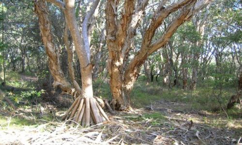 Zdjecie AUSTRALIA / Sunshine Coast / Coluandra / Las nad oceanem
