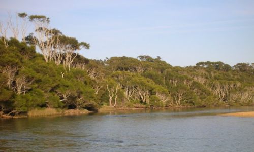 Zdjcie AUSTRALIA / Wschodnia Australia / Congo / Tea trees