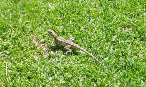Zdjcie AUSTRALIA / Wchodnia Australia / Congo / Lizard