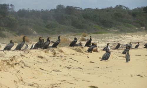 Zdjcie AUSTRALIA / Wchodnia Australia / Congo / Kormorany