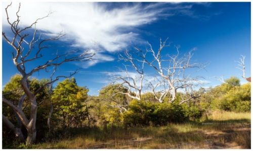 Zdjcie AUSTRALIA / Sydney / Berowra / Australian Bush
