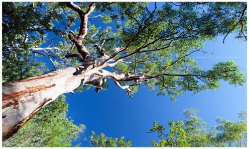 Zdjcie AUSTRALIA / Sydney / Berowra / Gum Tree