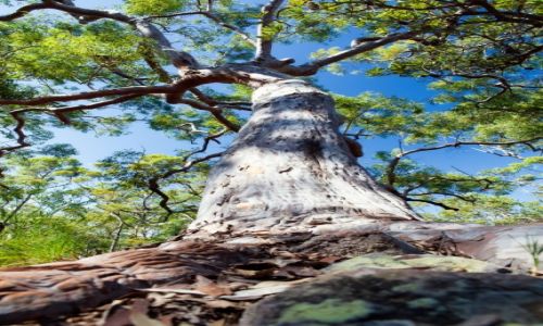 Zdjecie AUSTRALIA / Sydney / Kuring Gai / An another Gum Tree