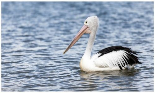 Zdjcie AUSTRALIA / Sydney / Patonga / Pelican