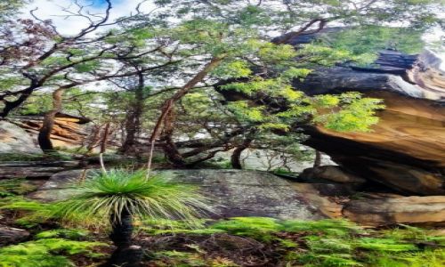 Zdjęcie AUSTRALIA / Sydney / Berowra Valley / Berowra Bush