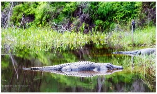 Zdjęcie AUSTRALIA / Sydney / Berowra Valley / Natural born killer