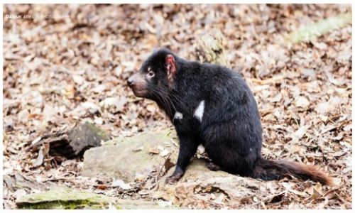 Zdjęcie AUSTRALIA / Sydney / Berowra Valley / Tasmanian Devil