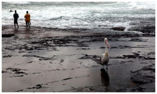 Zdjcie AUSTRALIA / Sydney / Palm Beach / Pelican