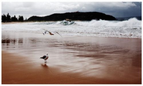 Zdjcie AUSTRALIA / Sydney / Palm Beach / Wet & Cold