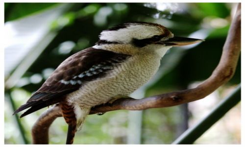 Zdjecie AUSTRALIA / Sydney / Sydney / Bird