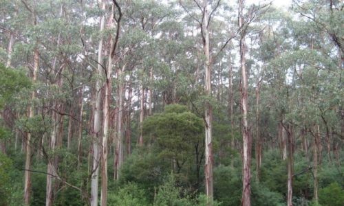 Zdjcie AUSTRALIA / Stan Wiktoria / Wielka Droga Oceaniczna / Las deszczowy Otway