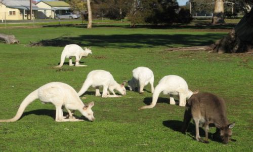 Zdjecie AUSTRALIA / Australia Poudniowa / Bordertown / Kangury w Bordertown Wildlife Park