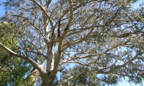 Zdjcie AUSTRALIA / NSW / Snowy Mountains / Gum tree