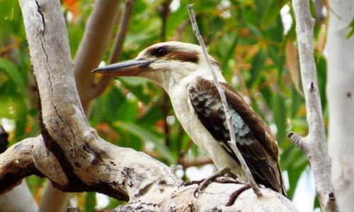 AUSTRALIA / Queensland / Mareeba / Kukabura
