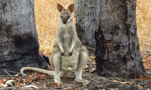 AUSTRALIA / Queensland / Mareeba / Kangur
