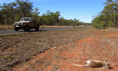 AUSTRALIA / Queensland / Mareeba / Na drogach ginie mnstwo kangurw