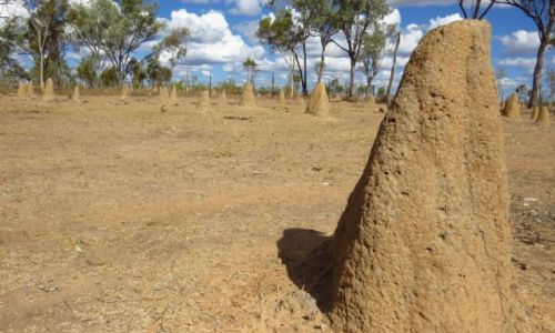 AUSTRALIA / Queensland / Chillagoe / 