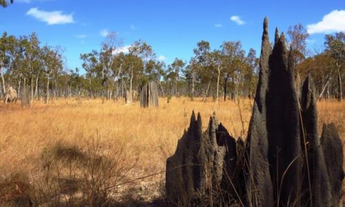 AUSTRALIA / Queensland / Chillagoe / termitiery strzeliste