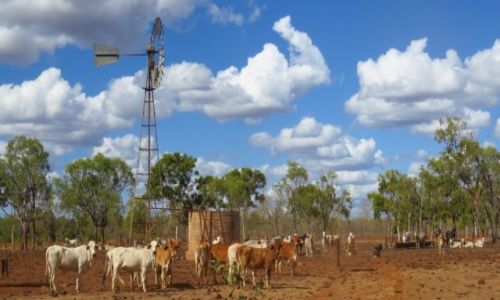 AUSTRALIA / Queensland / Chillagoe / klasyczna farma 