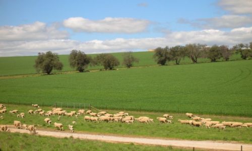 Zdjęcie AUSTRALIA / Wschodnia Australia / Wschodnia Australia / Wiosenne owce..