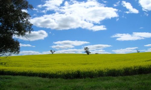 Zdjęcie AUSTRALIA / Wschodnia Australia / Wschodnia Australia / Wiosna i rzepak