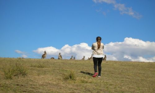Zdjęcie AUSTRALIA / Wschodnia Australia / Wschodnia Australia / Wiosna i kangury