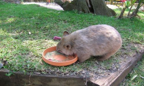 Zdjęcie AUSTRALIA / Northern NSW / Macadamia Castle / Oswojony wombat