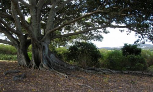Zdjęcie AUSTRALIA / Polnocne NSW / Pottsville / Drzewo figowe