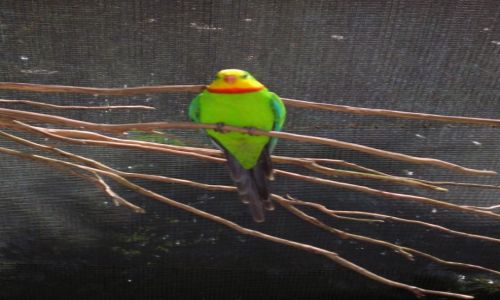 Zdjcie AUSTRALIA / Okolice Bayron Bay / okolice Bayron Bay / Superb parrot