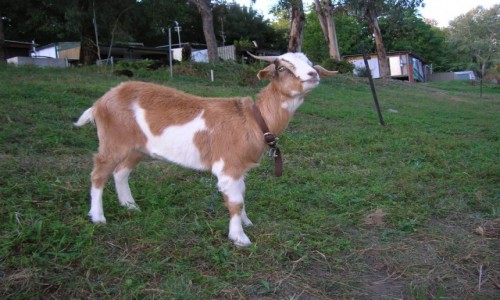 Zdj�cie AUSTRALIA / NSW-Victoria / Khancoban / Moj ulubieniec